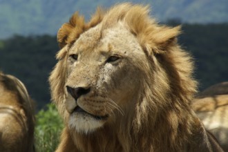 South Africa, Africa, Lion, Panthera Leo, Krüger NP, Kruger National Park