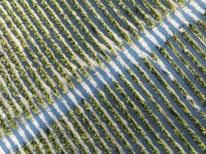 The vineyard of the Bodega González Byass near the town of Jerez de la Frontera. Aerial view. Drone