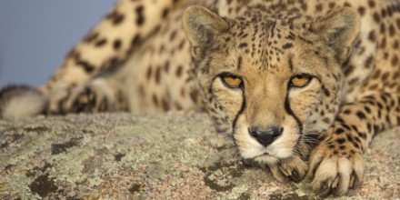 Cheetah (Acinonyx jubatus) female lying on a rock, Castile-La Mancha, Spain