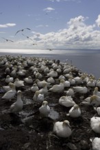 Northern Gannet (Morus bassanus), Scotland, United Kingdom