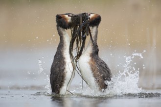 Great Crested Grebe (Podiceps cristatus) pair displaying, Saxony, Germany