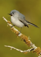 Blue-grey Gnatcatcher (Polioptila caerulea) singing, Texas, USA