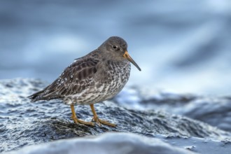 Purple Sandpiper (Calidris maritima), Mecklenburg-Western Pomerania, Germany