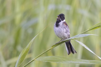 Common Reed Bunting (Emberiza schoeniclus) male singing, Netherlands