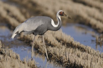 White-naped Crane (Antigone vipio) foraging, Arasaki, Japan