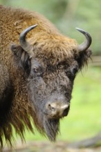 Bison in the forest with bushy fur and horns, dense foliage in the background, bison (Bos bonasus),