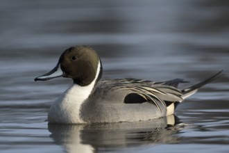 Spiessente (Anas acuta), Pintail, Maennchen, Erpel, Februar, Oberhausen, Ruhrgebiet,
