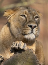 Asiatic Lion (Panthera leo persica), female, portrait, occurring in India, captive