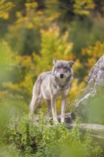 A Eurasian gray wolf (Canis lupus lupus) stands, framed by leaves, on a hill between rocks and