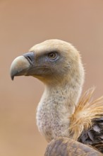 Griffon vulture, (Gyps fulvus), animals, birds, vultures, alworld vulture, hawk family, portrait,