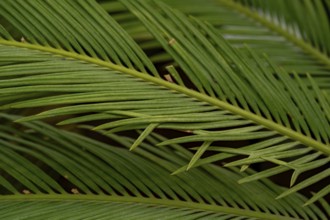 Detailed close-up of lush green cycad leaves, showcasing their symmetrical pattern and rich texture