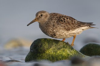Purple Sandpiper (Calidris maritima), Schleswig-Holstein, Germany