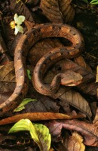 Hog-nosed rainforest pit viper (Porthidium nasutum)