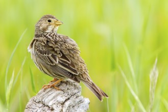 Corn Bunting (Emberiza calandra), Castile-La Mancha, Spain