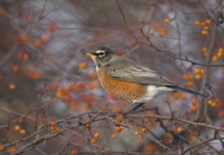 American Robin (Turdus migratorius), Ohio, USA
