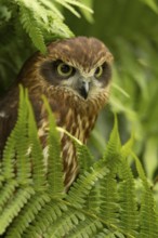 Morepork (Ninox novaeseelandiae), captive, Germany
