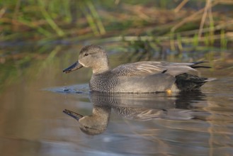 Schnatterente (Anas strepera), Gadwall, Erpel zur Balzzeit, April, Krickenbecker Seen,