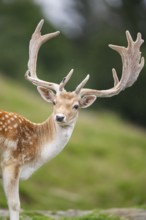 European fallow deer (Dama dama) stag, portrait, tirol, Kitzbühel, Wildpark Aurach, Austria