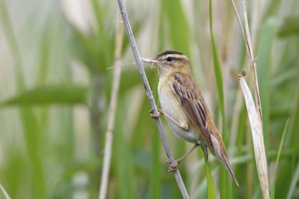 Sedge Warbler (Acrocephalus schoenobaenus) with nesting material in its beak, Mecklenburg-Western