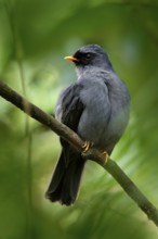 Black-faced Solitaire, Myadestes melanops, sitting on the green moss branch. Tropic bird in the