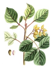 Pistacia vera, pistachio tree, pistachio, digital reproduction of a historical model, between 1790