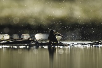 A common starling splashes playfully in water, creating dramatic droplets in Puebla de BeleÃ±a,