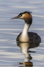 Great Crested Grebe (Podiceps cristatus), Mecklenburg-Western Pomerania, Germany