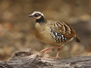 Bar-backed Partridge (Arborophila brunneopectus), Kaeng Krachan, Thailand