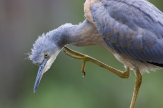 White-faced Heron (Egretta novaehollandiae) juvenile scratching, Victoria, Australia
