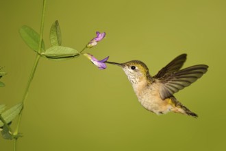 Calliope Hummingbird (Selasphorus calliope), Montana, USA