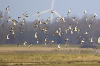 European Golden Plover (Pluvialis apricaria) flock flying, Netherlands