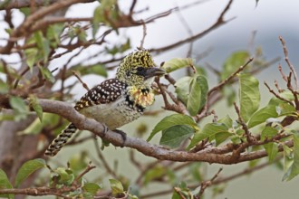 D'Arnaud's Barbet (Trachyphonus darnaudii), Masai Mara, Kenya