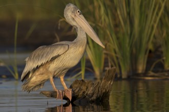 Pink-backed Pelican (Pelecanus rufescens) juvenile, Nechisar National Park, Ethiopia