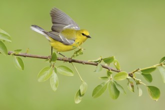 Blue-winged Warbler (Vermivora cyanoptera) male perched on a branch, Texas, USA