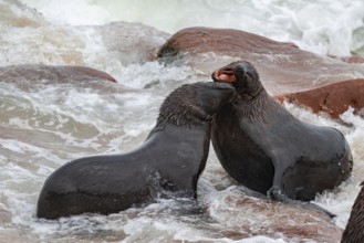 Male fur seals fighting for territory, Cape fur seal (Arctocephalus pusillus), Cape Cross, Atlantic