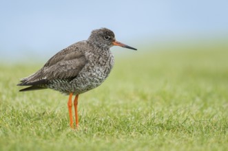 Common Redshank (Tringa totanus) on ground, Iceland