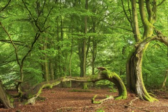 Split beech with moss-covered roots in a former Hutewald, Reinhardswald, Sababurg Primeval Forest,