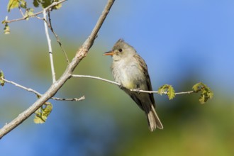 Greater Pewee Contopus pertinax Santa Catalina Mountains, near Tucson, Arizona, United States 17