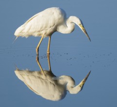 Great White Egret (Ardea alba) foraging in the shallow water zone of a lake, blue water, Lower
