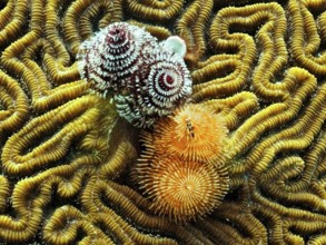 Christmas tree worm (Spirobranchus giganteus)
