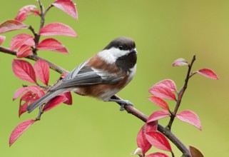 Chestnut-backed Chickadee (Poecile rufescens), British Columbia, Canada