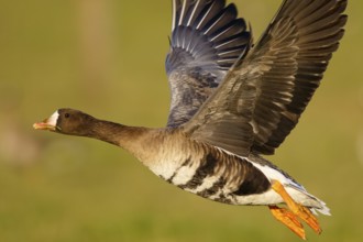 Greater White-fronted Goose (Anser albifrons) flying, North Rhine-Westphalia, Germany