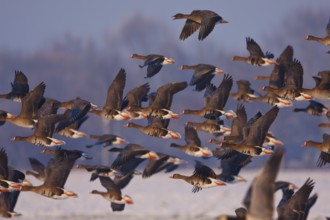Greater White-fronted Goose & Taiga Bean Goose (Anser albifrons & Anser fabalis) flying, North