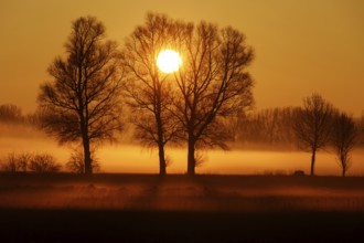 Tree against light, sunrise, silhouette, landscape, Bavaria, Federal Republic of Germany, Allgäu,