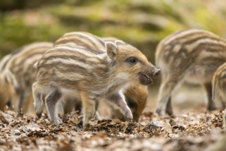 Wild boar (Sus scrofa) piglets standing in a forest, Bavaria, Germany