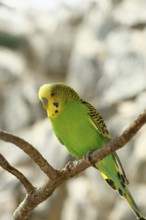 Budgerigar (Melopsittacus undulatus), adult, natural colours, on a branch, captive, occurrence in