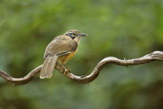 Greater Necklaced Laughingthrush (Garrulax pectoralis), Yunnan, China