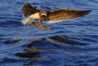 Hemprich's Gull, (Ichthyaetus hemprichii), (Larus hemprichii), Fish Eagle Gull Salalah, Off Mirbat,