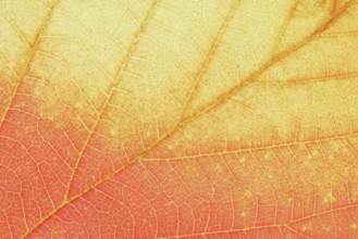 Persian ironwood (Parrotia persica), detail of leaf in autumn, North Rhine-Westphalia, Germany