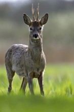 A deer stands at attention in a green meadow with a blurred background, European roe deer